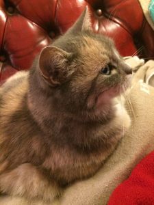 12179927_10153378464754051_1582884068_n