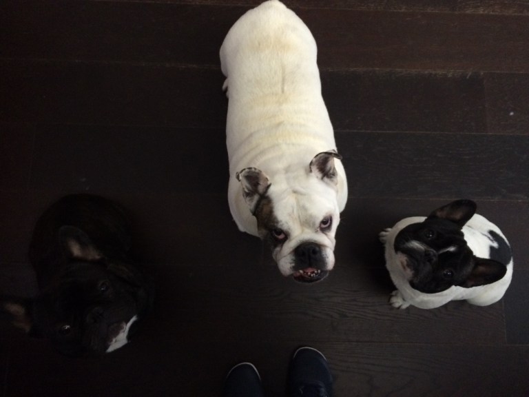 12464854_10153504041914051_705364882_o